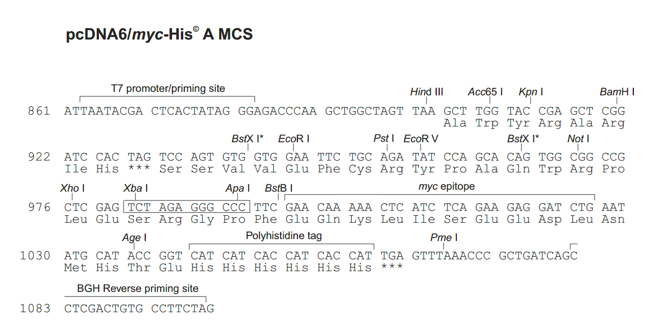 pcDNA6-myc-His A 多克隆位点 点击看大图 pcDNA6-myc-His A 多克隆位点